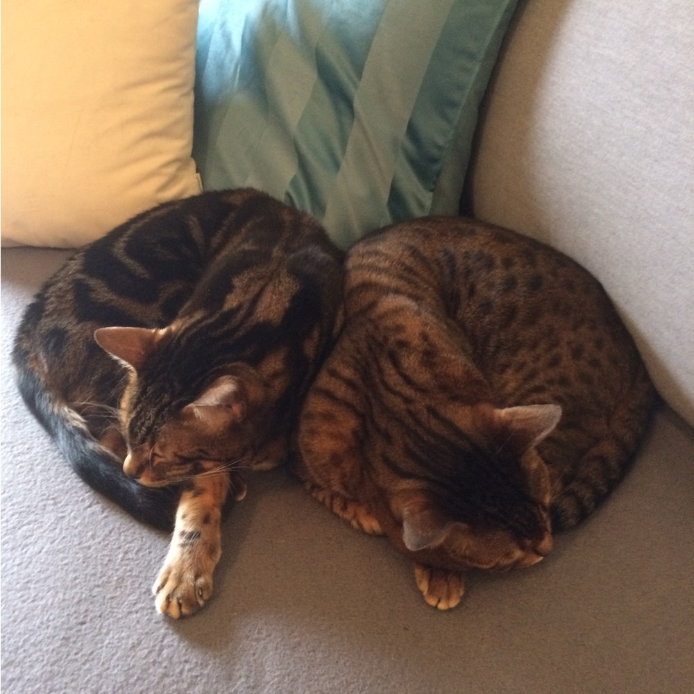 Meet your Posher, Rebecca